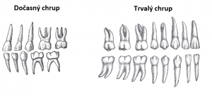 detsky-docasny-mliecny-chrup-rezaky-ocne-zuby-a-stolicky-a-dospely-trvaly-chrup-rezaky-ocne-crenove-zuby-stolicky.png
